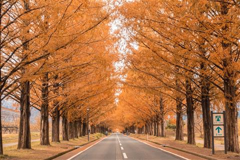 メタセコイア並木（秋頃撮影）